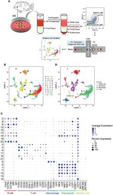 A Single-Cell Transcriptome Profiling of Anterior Kidney Leukocytes From Nile Tilapia (Oreochromis niloticus)